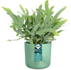 Elho Ocean Collection - 100% Recycled - Pacific Green - 16cm