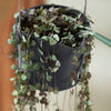Elho Swing Stackable Hanging Pot - 100% Recycled - 18cm Charcoal