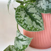 Cover Pot - Elho Vibes - 11cm Watermelon Rose