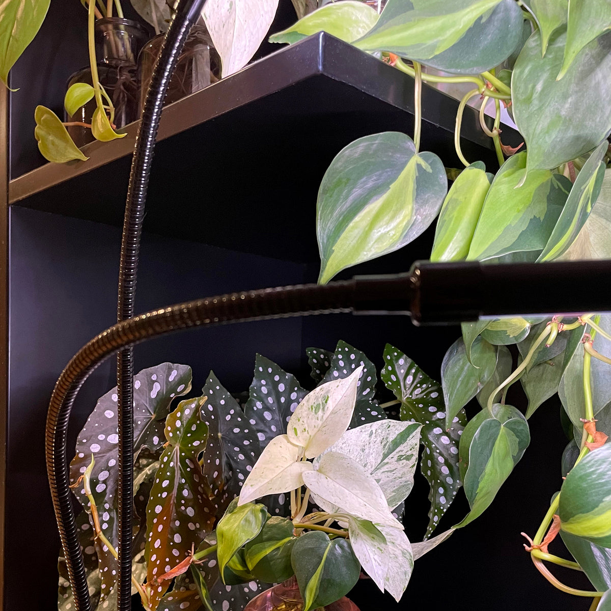 ⭐ PHOTO+ Grow Tubes - TRIPLE with NZ Plug - Clip-on Grow Light Kit for Indoor Plants