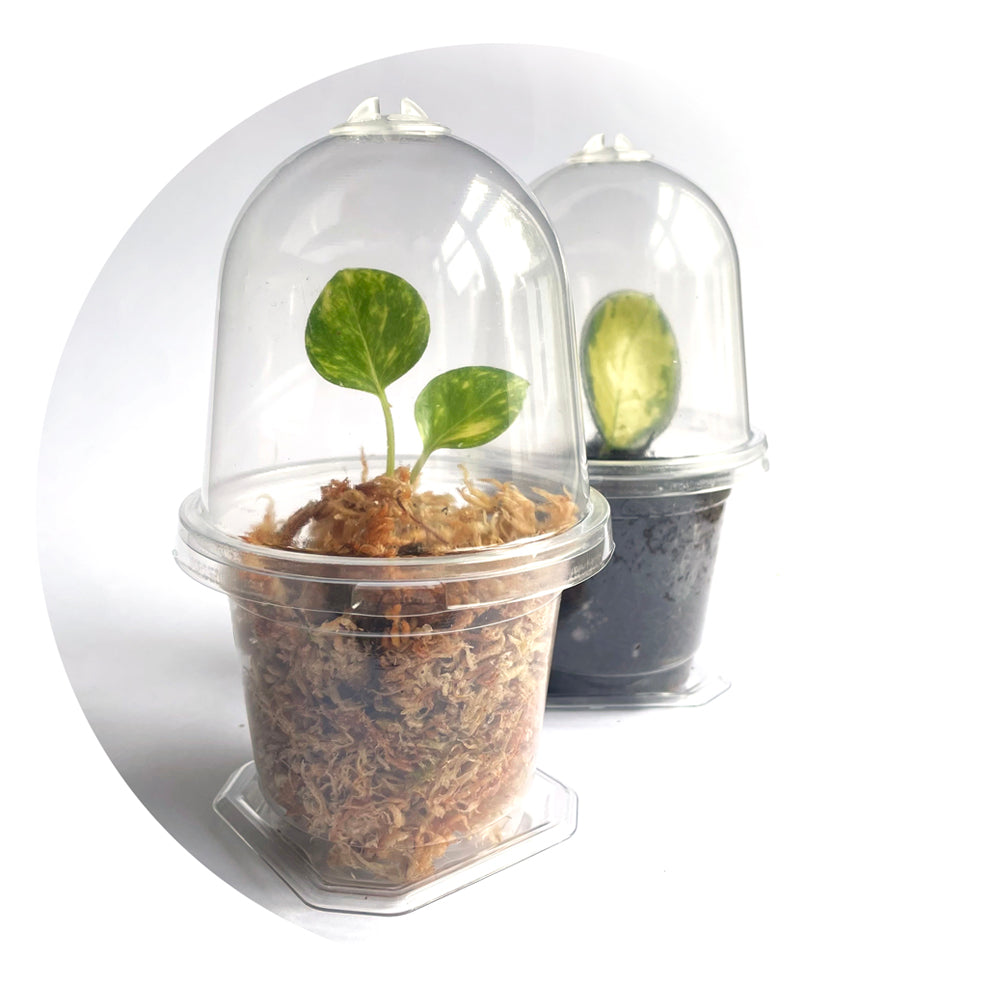 clear-propagation-pot-humidity-dome