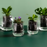 CUP O FLORA Glass Self Watering Pot - Medium RETRO