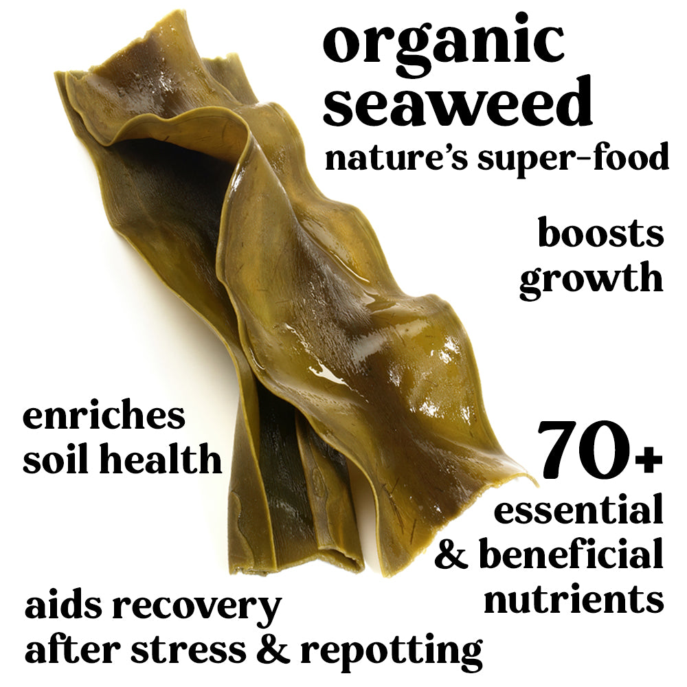 benefits-of-seaweed-for-plants-plant-runner-indoor-plant-food-houseplants
