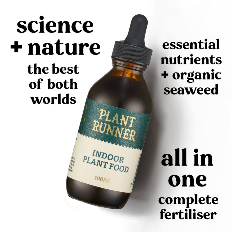 bottle-plant-runner-indoor-plant-food-houseplant-fertliser-ingrdients-benefits