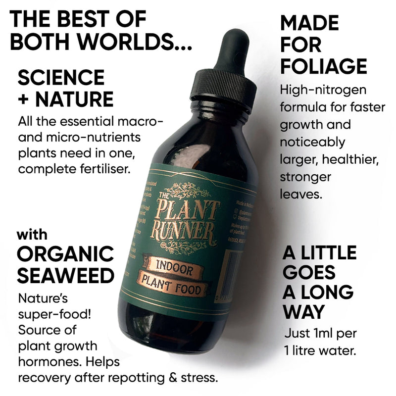 bottle-plant-runner-indoor-plant-food-benefits