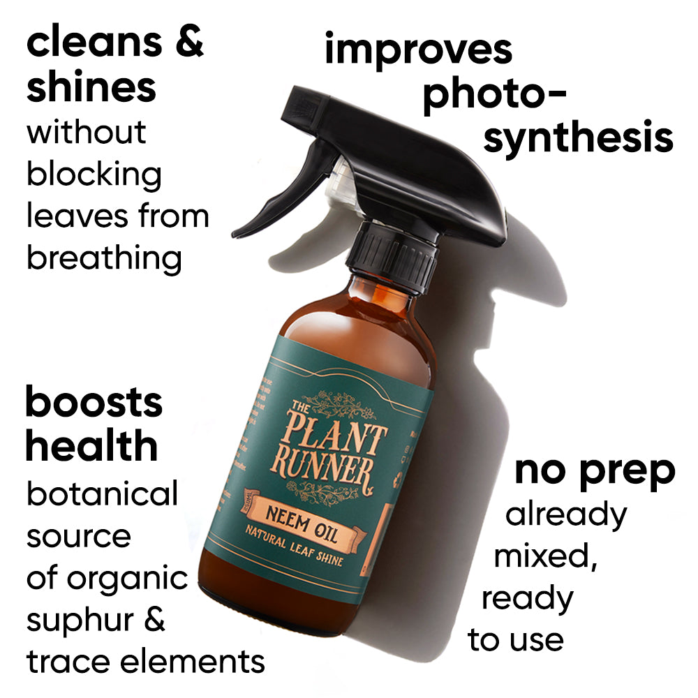 plant-runner-neem-oil-leaf-shine-benefits-plant-health