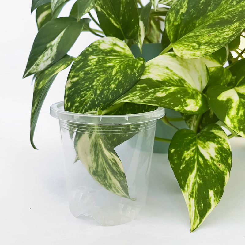 Rain 8 Clear Nursery Pot - 7.5cm x 8cm