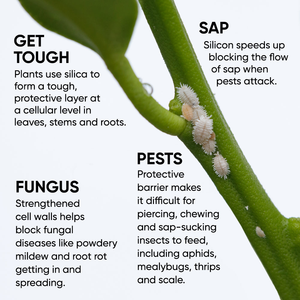 silica-benefits-plants-pests-mealybug