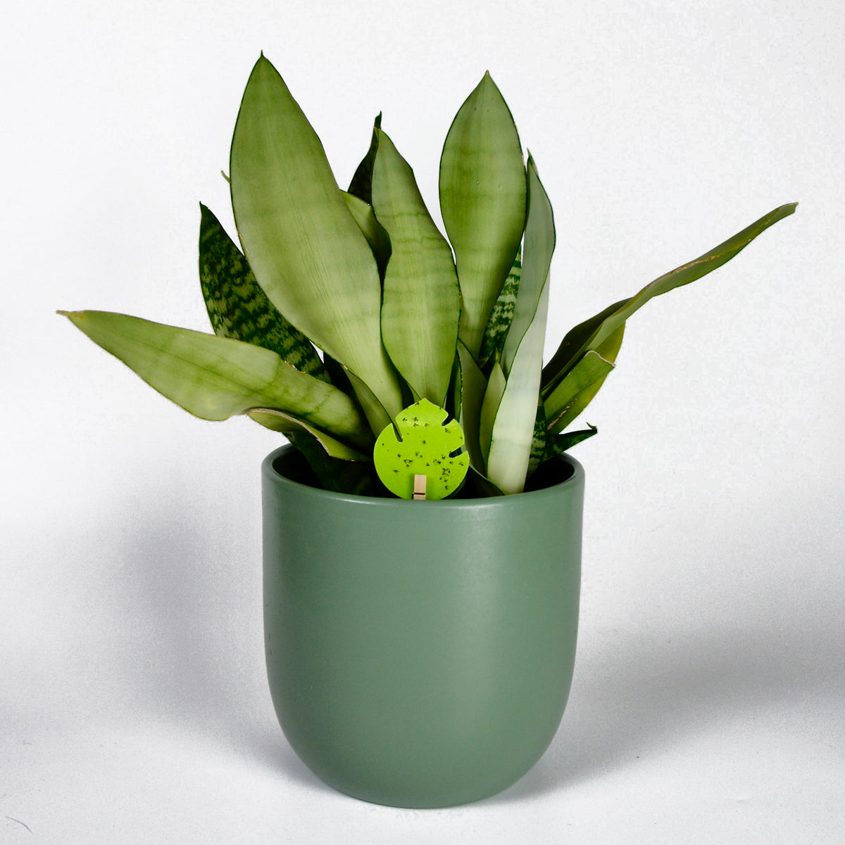 uBloomd Green Sticky Traps MONSTERA LEAF for flying pests - 10 traps / 5 clips