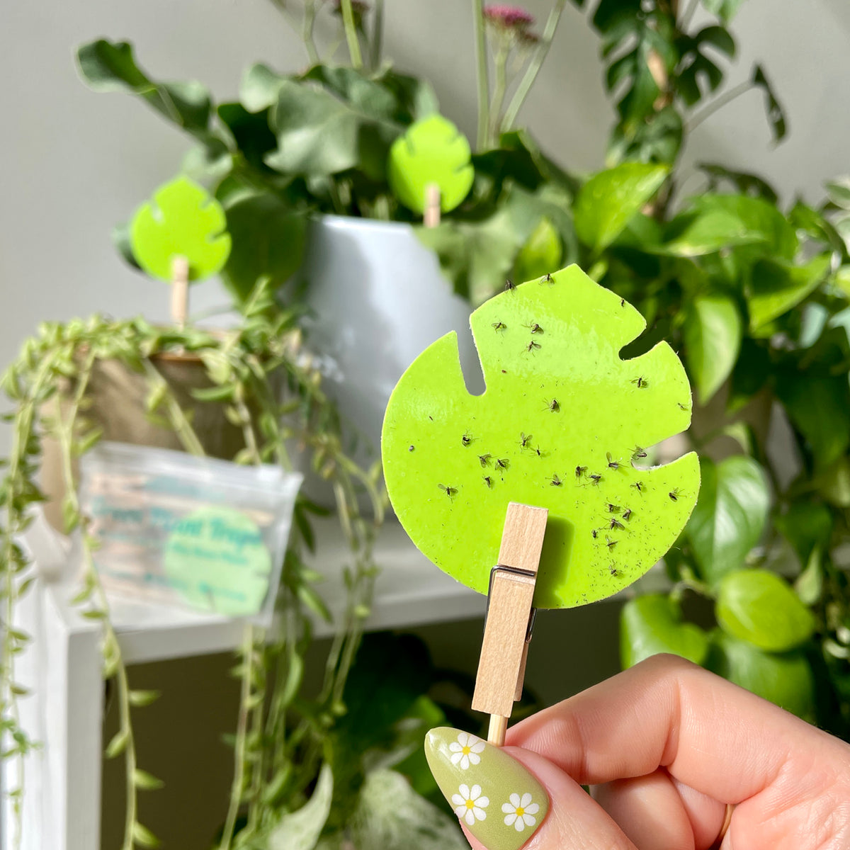 uBloomd Green Sticky Traps MONSTERA LEAF for flying pests - 10 traps / 5 clips