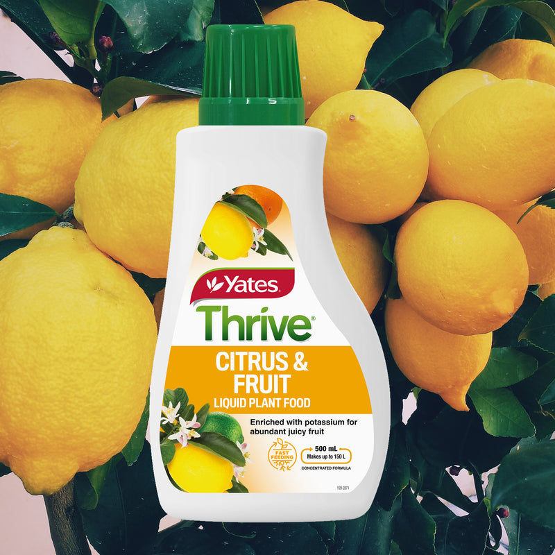 Yates Thrive Citrus & Fruit Fertiliser - 500ml