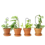 Botanopia Plant Support Stake - Gold Hoop 34cm