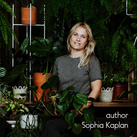 Book - Plantopedia: The Definitive Guide to Houseplants
