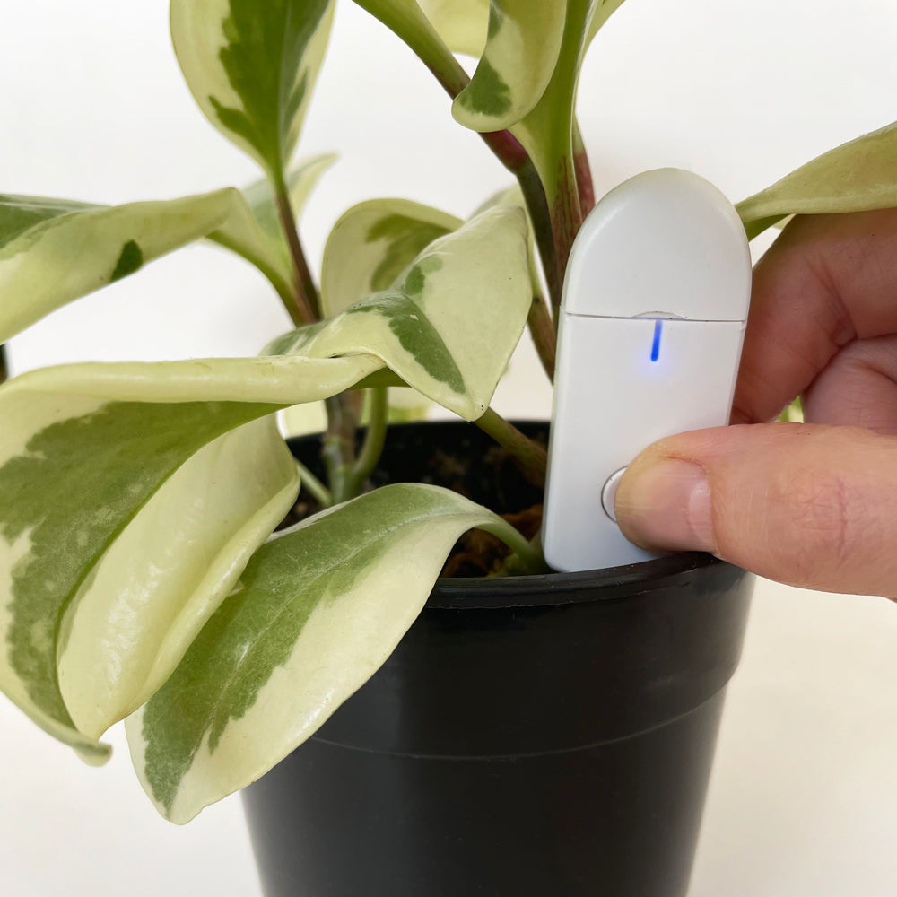 indoor plant sensor Crew Soil Sensor Soil Moisture Meter – lovethatleaf