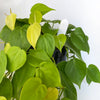 Crew water sensor in philodendron neon