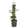 Our Gentle Garden - 4-in-1 Support Pole - 50cms [from $9.90 each]