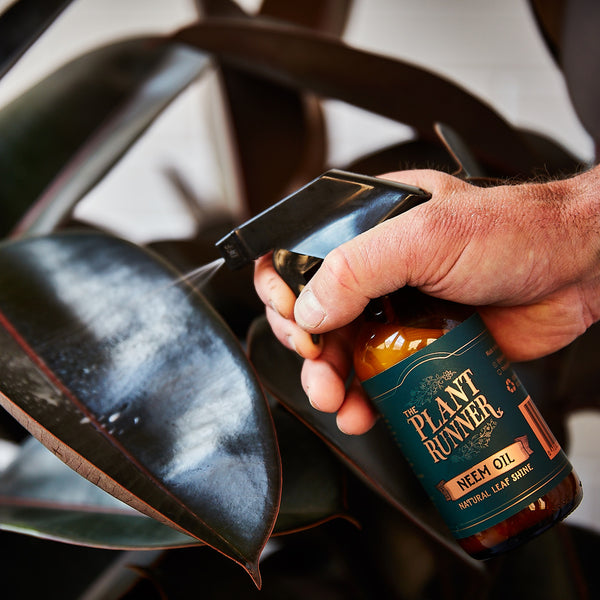Plant Runner Neem Oil Leaf Shine lovethatleaf