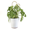 Botanopia Plant Support Stake - Gold Bump 30cm
