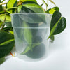 TEKU 11 Clear Nursery Pot - 11cm x 11cm - from 99c each