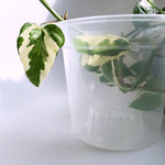 Teku clear 15cm orchid pot