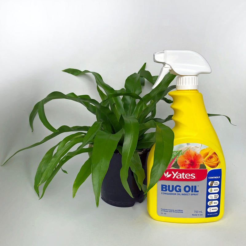Yates Bug Oil Conqueror Oil Ready to Use Insect Spray - 750ml - For Scale, Mites, Aphids, White Fly, Mealybugs