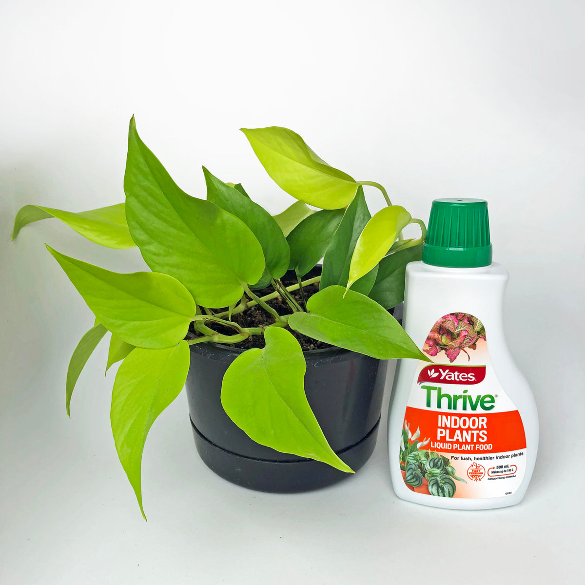 yates thrive indoor plant food Yates Thrive Indoor Plant Food 8-9-8