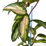 Rain Acrylic Plant Stake - SKY BLUE
