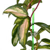 Rain Acrylic Plant Stake - LUCKY GREEN