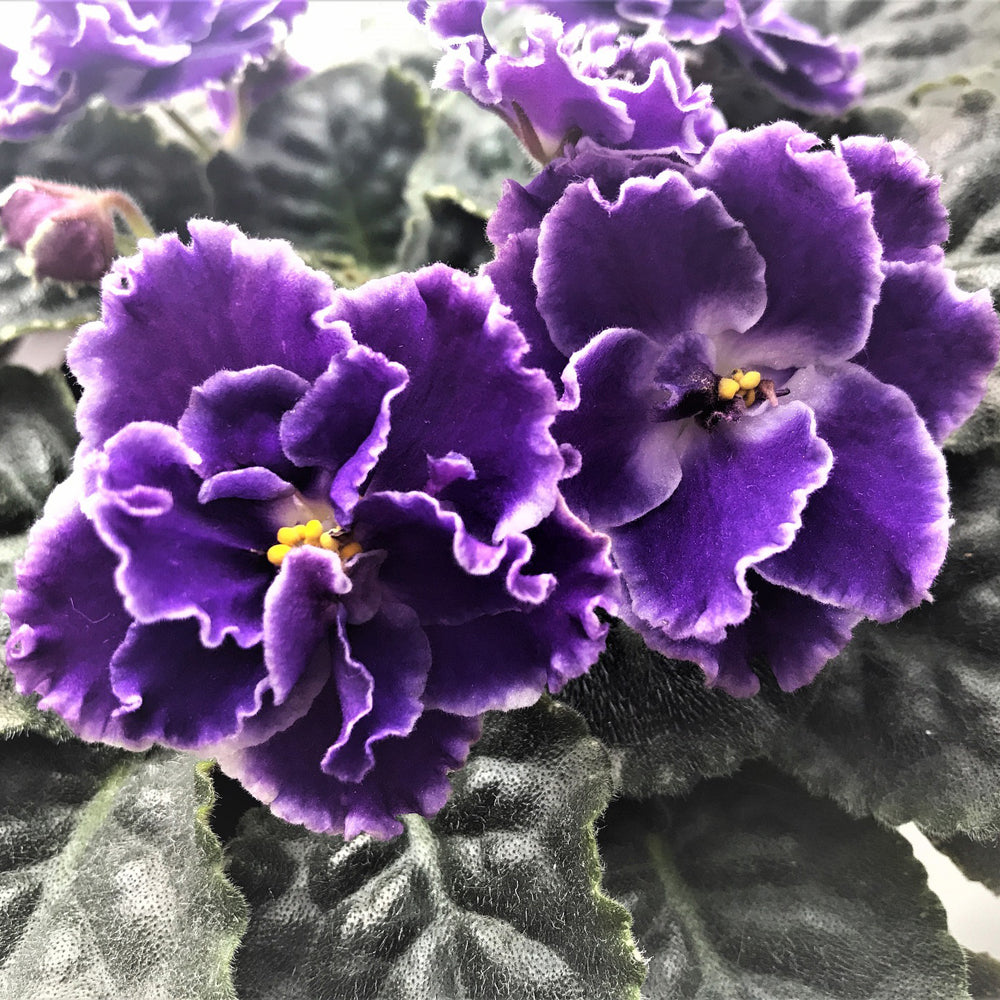 Bio Leaf Potting Mix for African Violets, Peace Lilies, Begonias, Marantas, Ferns - 2 Litre