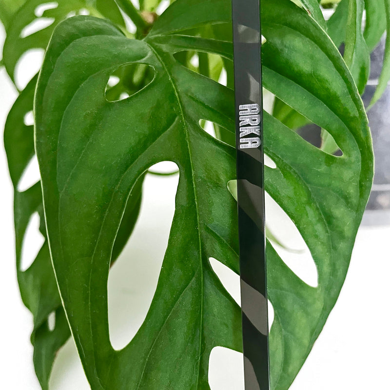 Arka™ Trellis - Small/Medium - BLACK SMOKE