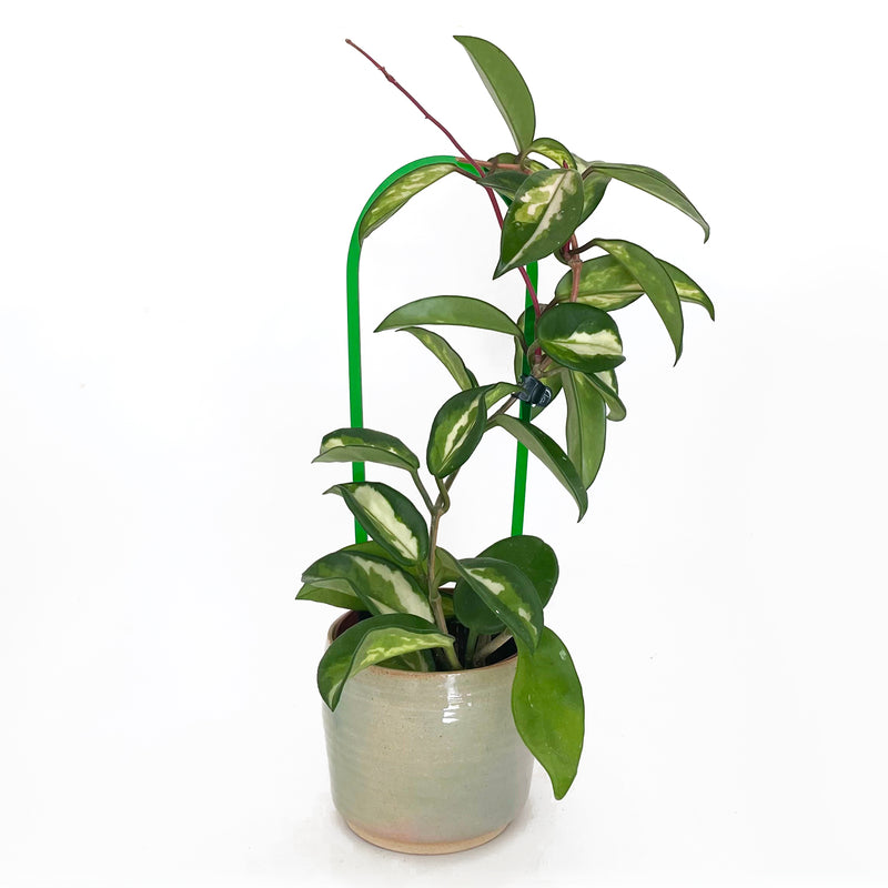 Arka™ Trellis - Petite Mini - FOREST