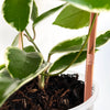 Arka™ Trellis - Medium/Large - ROSE GOLD REFLECT