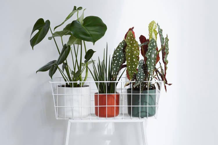 Cover Pot - Elho B.For Soft - 14cm Charcoal