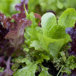 Lettuce Baby Leaf Combo - Seeds
