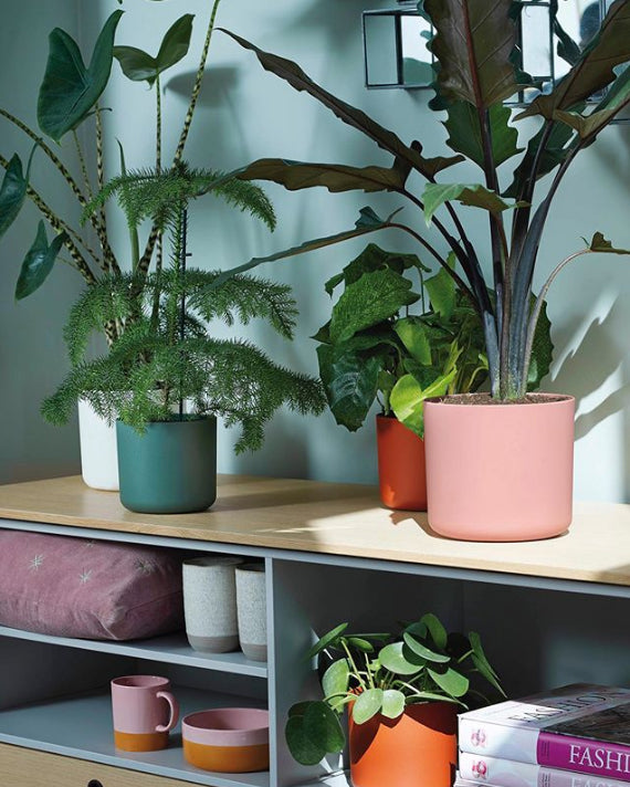 A collection of Elho B.For Soft pots on a shelf with plants in them in cover pot colours of whote green brick and pink on wood shelving unit