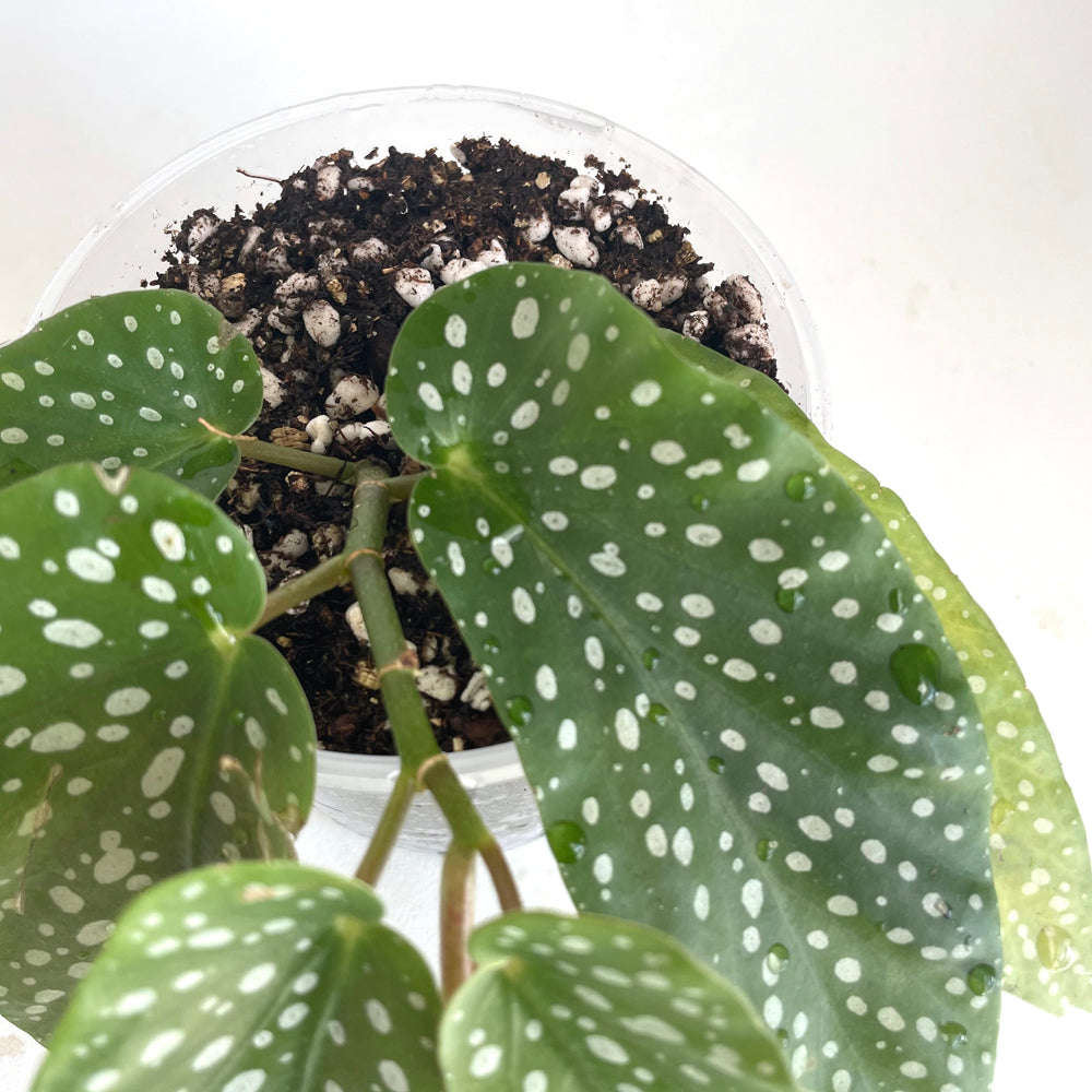 Bio Leaf Potting Mix for African Violets, Peace Lilies, Begonias, Marantas, Ferns - 2 Litre