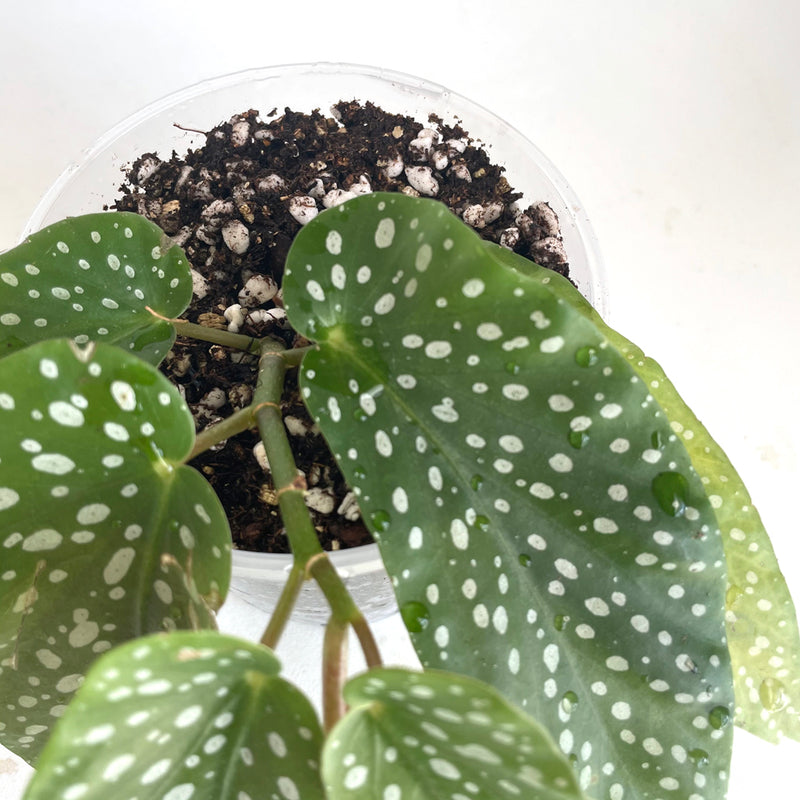 Bio Leaf African Violet Potting Mix - FINE Custom Blend - 2 litre - For AV's, Peace Lilies, Begonias, Ferns