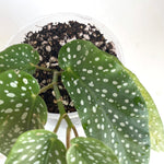 Bio Leaf African Violet Potting Mix - FINE Custom Blend - 5 litre - For AV's, Peace Lilies, Begonias, Ferns