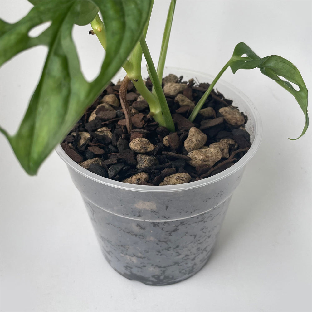 Bio Leaf AROID & HOYA Potting Mix - Medium / Chunky - 5 litre