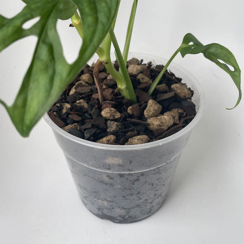 Bio Leaf Aroid & Hoya Potting Mix - MEDIUM / CHUNKY Custom Blend - 5 litre