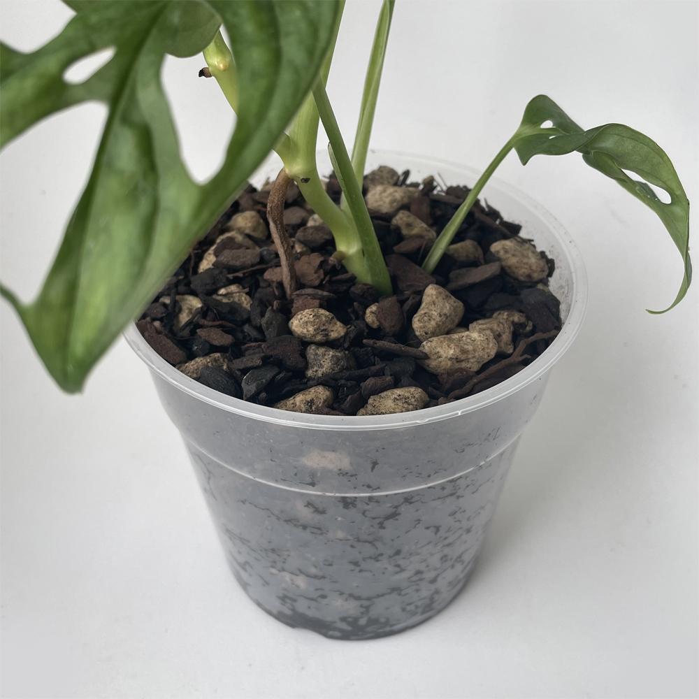 Bio Leaf AROID & HOYA Potting Mix - Medium / Chunky - 2 litre