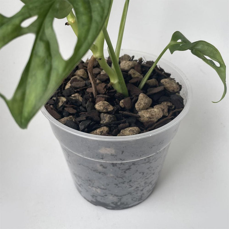 Bio Leaf Aroid & Hoya Potting Mix - MEDIUM / CHUNKY - 2 litre