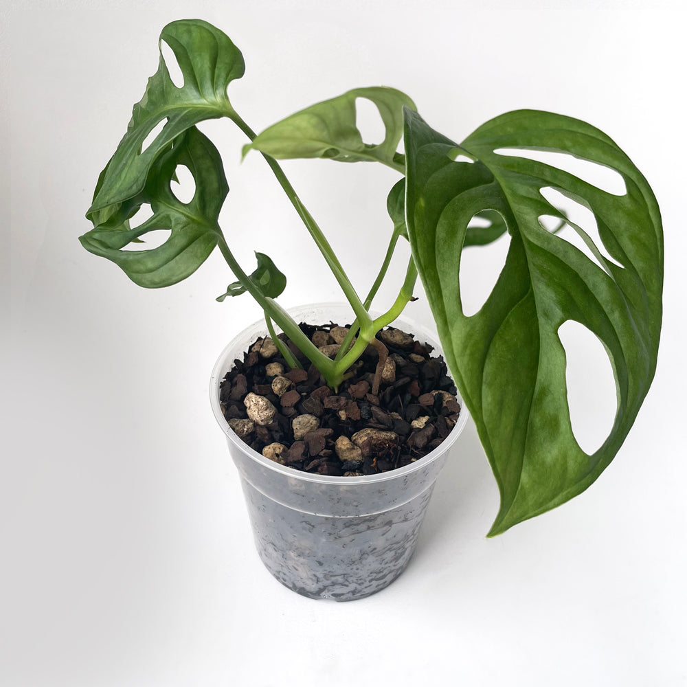 Bio Leaf AROID & HOYA Potting Mix - Medium / Chunky - 5 litre
