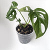 Bio Leaf Aroid & Hoya Potting Mix - MEDIUM / CHUNKY Custom Blend - 2 litre