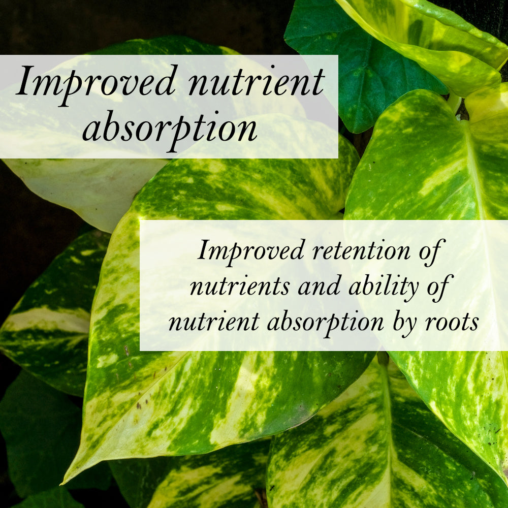 Bio Leaf AROID & HOYA Potting Mix - Medium / Chunky - 5 litre