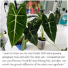 Bio Leaf Aroid & Hoya Potting Mix - MEDIUM / CHUNKY Custom Blend - 10 litre