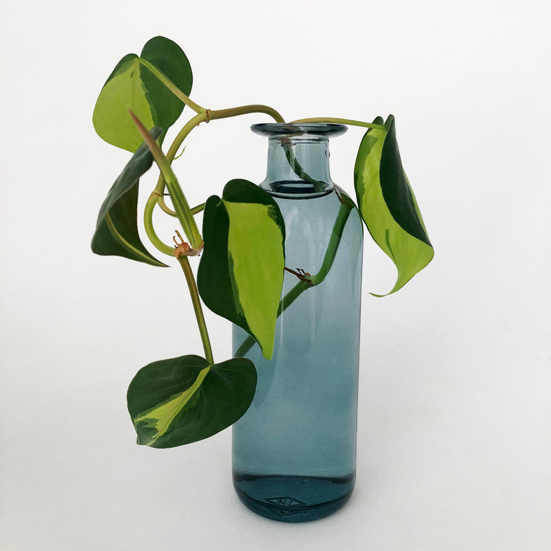 Love That Leaf Propagation Vase - Turkish Blue - TALL