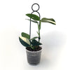 Botanopia Plant Support Stake - Black Pompom 34cm