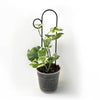 Botanopia Plant Support Stake - Black Bump 30cm