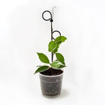 Botanopia Plant Support Stake - Black Perch 34cm